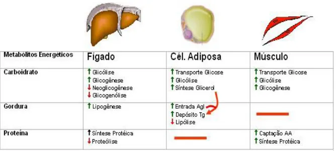 Figura 3 - Ações metabólicas da insulina em seus principais órgãos-alvos   Fonte: Felig (1971) apud Pimenta (2008)