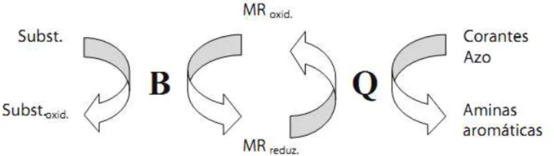 Figura 3.5: Reação co-metabólica da redução anaeróbia de corante azo por bactéria   na  presença de mediadores redox