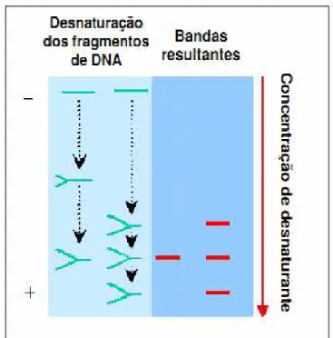 Figura 3.8: Desnaturação e separação de fragmentos  de DNA pela técnica DGGE. Fonte: ABREU, 2007