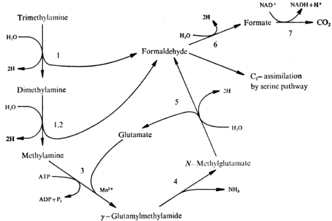 Figura  3.8.  Esquema  proposto  para  o  metabolismo  da  metilamina,  dimetilamina  e  trimetilamina  por  Hyphomicrobium
