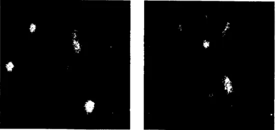 Figura 4.10: (a) Imagem de referência TM94ÕAM; (b) Imagem a ser registrada 'rM965AM;  e (c) Resultado do registro