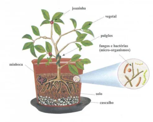 Figura 6: Vaso de plantas 