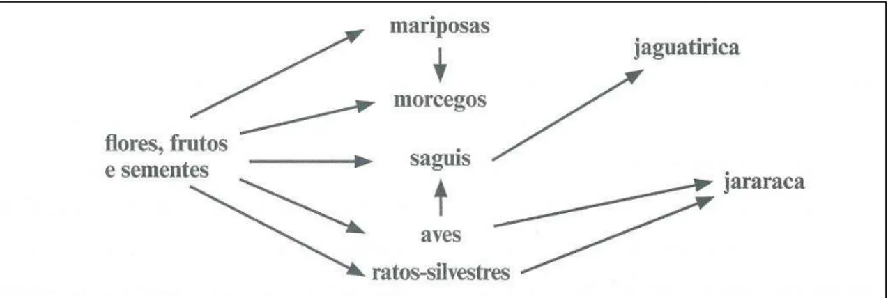 Figura 8: Diagrama sobre relações alimentares  Fonte: Caderno do Professor, Caderno do Aluno do SPFE 