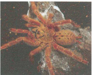 Figura 11: Aranha-caranguejeira 