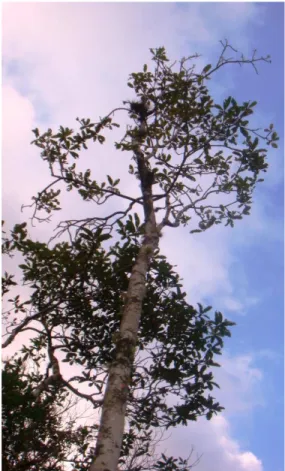 Figura  1.  Exemplar  de  Clethra  scabra  com  porte  arbóreo  localizado  em  Floresta  Estacional Semidecidual no PEIT, Ouro Preto/Mariana - MG
