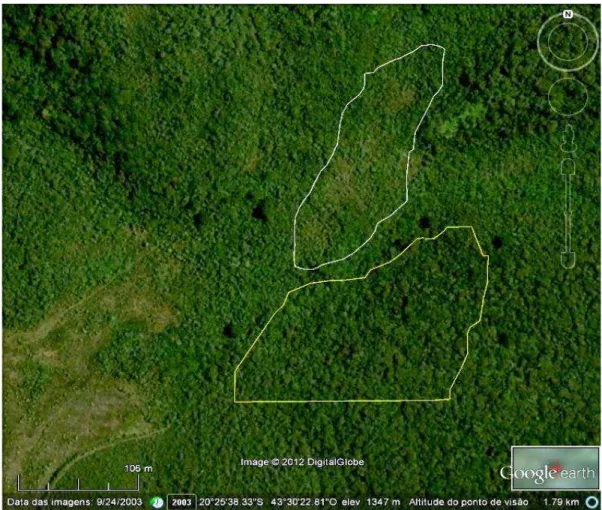 Figura  2.  Imagem  dos  trechos  nos  quais  se  encontram  os  exemplares  de  C.  scabra  estudados dentro da floresta estacional semidecidual (em amarelo) e da floresta higrófila  (em branco), no PEIT, Ouro Preto/Mariana – MG
