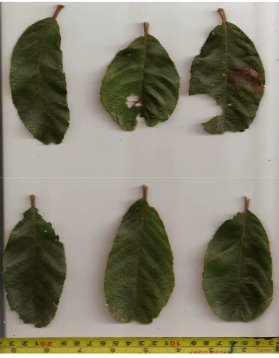 Figura 3: Folhas de Clethra scabra coletadas para análise da área foliar hebivorada.  