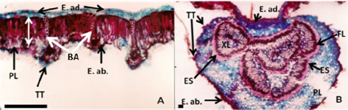 Figura  10.  Corte  transversal  foliar  de  Clethra  scabra  na  zona  intercostal  (A)  e  da  nervura  central  (B)