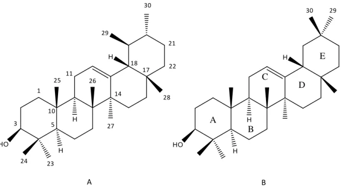 Figura 4: Estrutura química da α-amirina (A) e da β-amirina (B) 