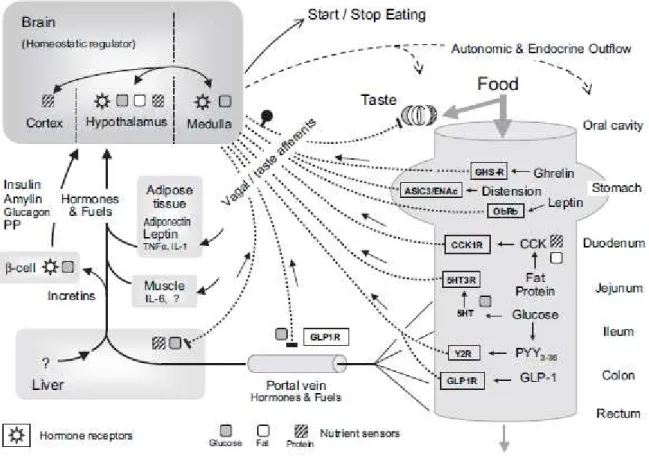 Figura 4  – Diagrama mostrando a multiplicidade de sinais integrados pelo SNC.  Adaptado de Berthoud e Morrison, 2008