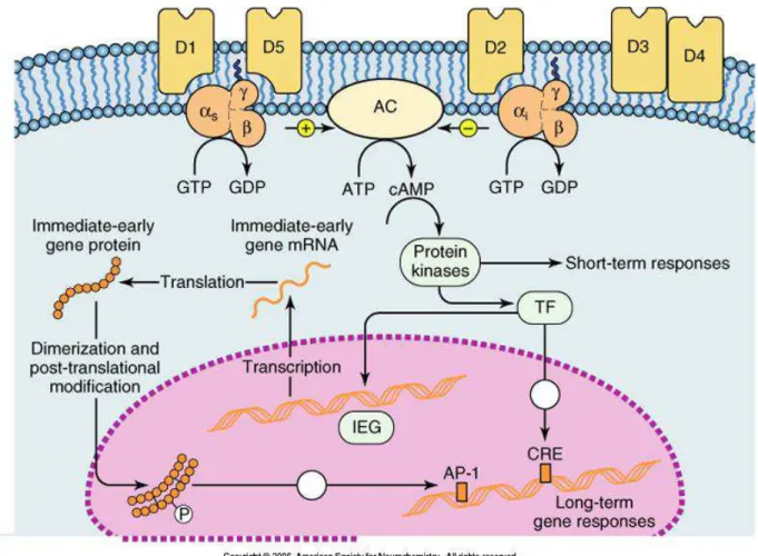 Figura 6  – Os receptores dopaminérgicos e as vias de transdução de sinal.  Adaptado de Siegel et al., 2005