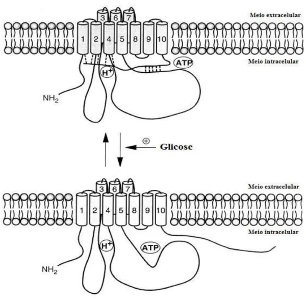 Figura  3.  Modelo  de  fosforilação  da  H + -ATPase  de  membrana  citoplasmática,  induzida por glicose