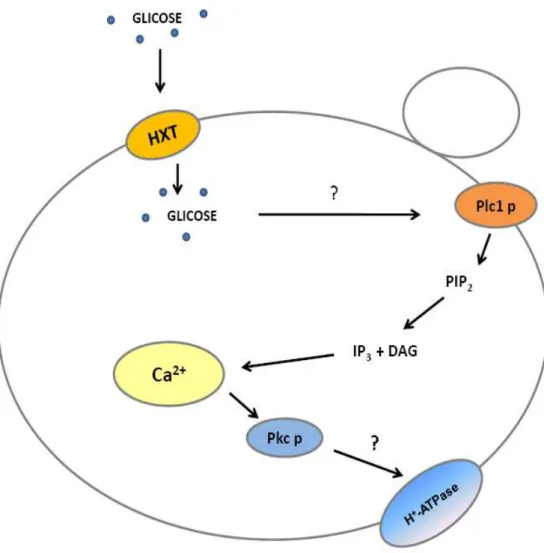 Figura 5. Mecanismo hipotético de ativação induzida por glicose da  H + - ATPase de  membrana  plasmática  da  levedura  Saccharomyces  cerevisiae,  via  proteína  quinase  dependente de cálcio (PKC)