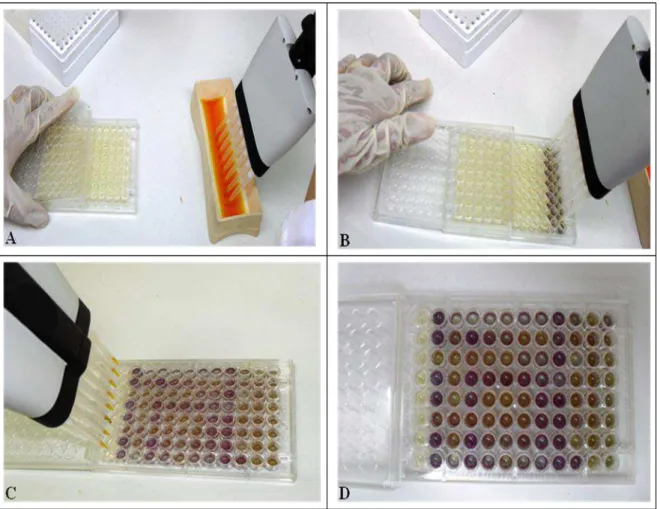 Figura 7. Ensaio de acidificação extracelular em microplaca de 96 poços baseado na  adição de adição de solução do indicador de pH púrpura de bromocresol