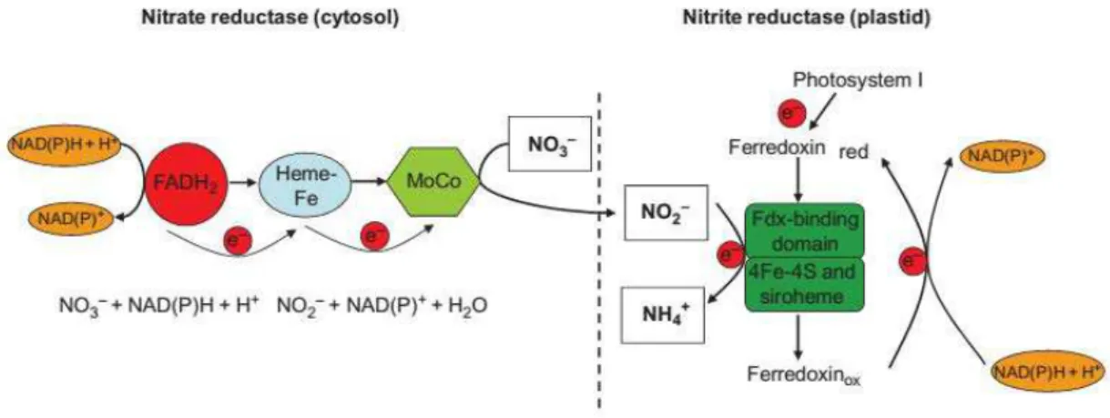 Figura 1: Esquema do mecanismo de redução do nitrato a amônio (HAWKESFORD et  al., 2012) 