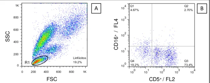 Figura  3  -  Sequência  de  procedimentos  utilizados  para  quantificar  o  percentual  de  células  NK  CD5 - -CD16 +  no  sangue  periférico  de  cães  submetidos  a  diferentes  protocolos  vacinais