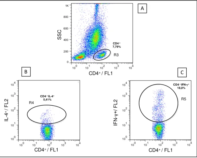 Figura 5- Sequência de procedimentos utilizados para quantificar o percentual de linfócitos T CD4 + IL-4 + e  T  CD4 + IFN-γ +   na  cultura  de  sangue  total  em  cães  submetidos  diferentes  protocolos  vacinais