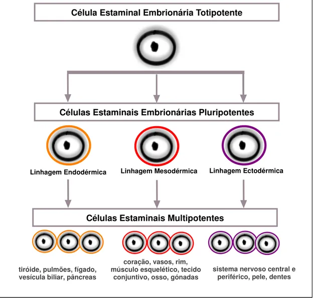 Figura  2  –  Hierarquia  das  células  estaminais  quanto  à  sua  capacidade  de  diferenciação