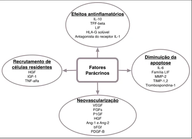Figura 3 – Fatores parácrinos das células estaminais e os seus potenciais efeitos. 