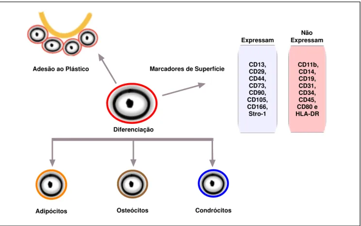 Figura  4  –  Critérios  estabelecidos  para  a  definição  de  Células  Estaminais  Mesenquimais