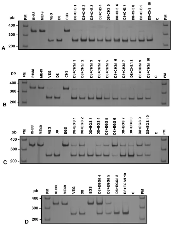FIGURA  2  –  PCR-RFLP  do  loco  cS10-A6  de  T.  gondii  com  a  endonuclease  de  restrição RsaI, em gel de poliacrilamida a 5% corado com nitrato de prata, em DNA  extraído  de  taquizoítos  obtidos  do  peritônio  de  camundongos  “Swiss”  inoculados 