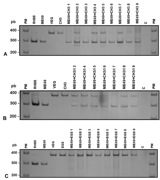 FIGURA 3 – PCR-RFLP do loco L363 de T. gondii com a endonuclease de restrição  HpyCH4IVI,  em  gel  de  poliacrilamida  a  5%  corado  com  nitrato  de  prata,  em  DNA  extraído  de  taquizoítos  obtidos  do  peritônio  de  camundongos  “Swiss”  inoculado