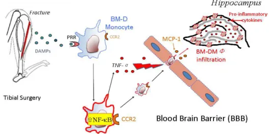 Figure 1. Neuroinflammatory response to surgery 1