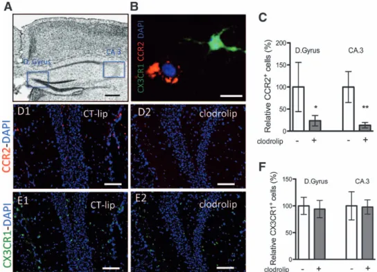 Fig. 3.  Effects of systemic macrophage depletion with clodrolip on the hippocampal CCR2 +  and CX3CR1 +  cells