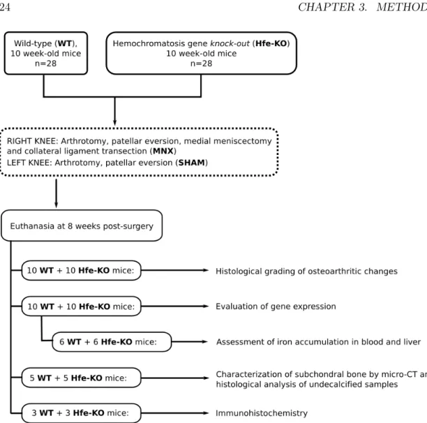 Figure 3.1: Flowchart describing the allocation of animals in the diﬀerent experiments meniscal excision were made