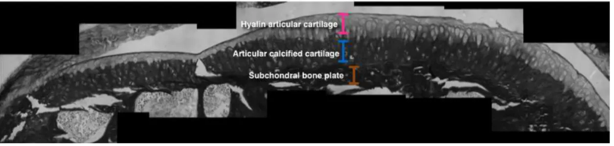 Figure 3.4: Measurement of calcified cartilage. Several high magnification micropho- micropho-tographs were stitched with ImageJ plugin TrakEM2, resulting in a high resolution mosaic encompassing the entire articular surface of the section of the medial ti