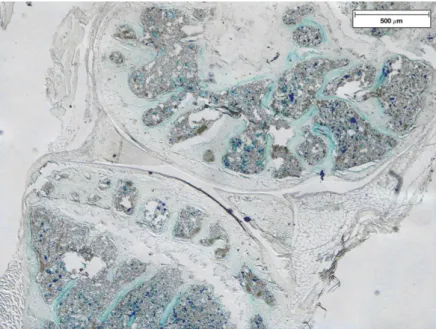 Figure 4.2: Iron accumulation in the knee joint of non-operated Hfe-KO mice. Section of undecalcified , MMA embedded, knee medial compartment, stained by Perl’s method