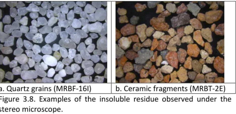 Figure  3.8.  Examples  of  the  insoluble  residue  observed  under  the  stereo microscope
