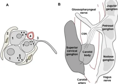Figure 1  - Carotid body  (CB)  peripheral  chemoreceptors. A) Representation of  the histological  structure of  the  CB  representing  the  four  principal  components  of  this  organ:  type  I  cells  (1)  grouped  in  clusters  and  surrounded by type