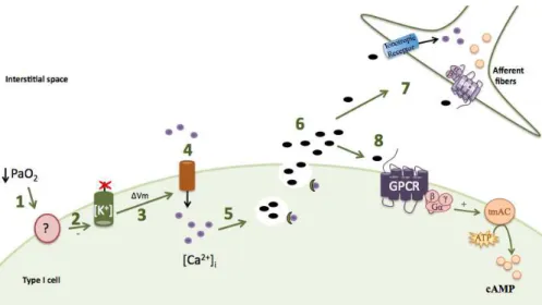 Figure 4- Steps in O 2  chemotransduction mechanim in CB type I cells. A decrease of PaO 2  (1) inhibits K + channels (2), with consequent depolarization of the cell membrane (3), and opening of calcium channels (4)