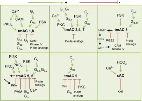 Figure 8- Regulation of adenylate cyclase isoforms.   