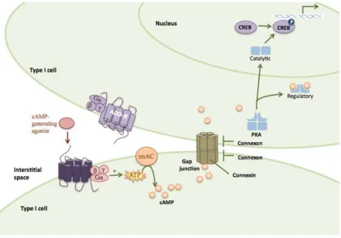 Figure 12-  Intercellular cAMP pathway. Gap junctions between two adjacents type I cells in the CB