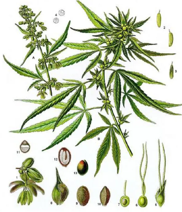 Figura 1 - Aspetos morfológicos da Cannabis sativa L. (adaptado de: UNODC., 2009 e Borille, 2016)  Legenda: A – Planta masculina; B - Planta feminina; 1 - Flor masculina (tépala e estames); 2 - Estame  (antera e filamento curto); 3 - Antera; 4 – Desenho il