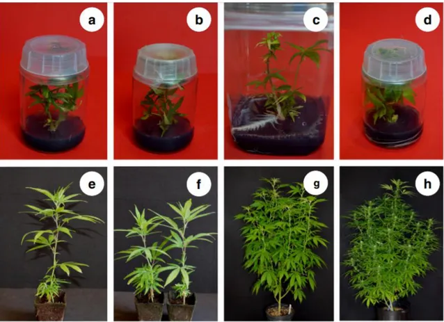 Figura 2 - Propagação in vitro da Cannabis sativa. 