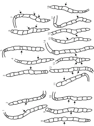 Fig. 1 — Antennal malformations found in Africanized honeybee drones of genotype by oc 