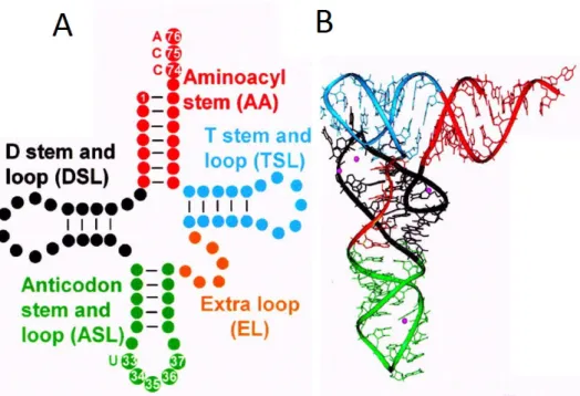 Figure  4  -  The  structure  and  domains  of  tRNA.  The  secondary  dimensional  structure  of  tRNA is represented on the left and the tertiary structure in the right