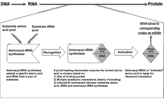 Figure  5  -  Fidelity  of  protein  synthesis.  The  aaRSs  select  the  amino  acids  and  tRNAs  from  the  pool of substrate and form the aminoacyl-tRNA complex through proof-reading mechanisms