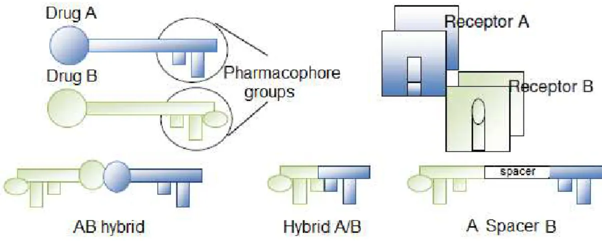 Figure 1. Hybridization approach. The A/B hybrid is obtained by linking the two drugs  with or without a spacer subunit [3]