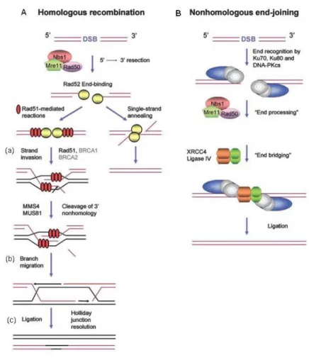 Fig.  1.5-Double  strand  break/recombinational  repair.  A-  Homologous  recombination  and B- Nonhomologous end-joining (from [104])