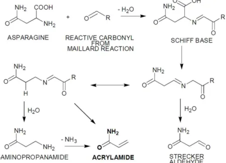 Fig.  1.8-  Proposed  pathway  for  the  formation  of  AA  after  thermal  processing  (from  [136])