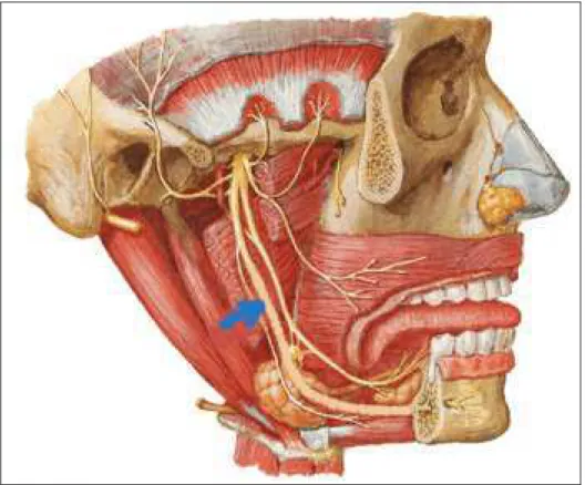 Figura 1 - Nervo alveolar Inferior  1