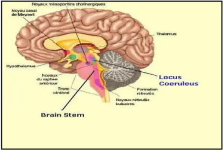 Figura 3 – Localização do Locus Coeruleus no cérebro. 