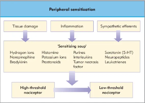 Figura 5 - Esquema de sensibilização periférica ( Adaptado de Hemmings, et al., 2006) 