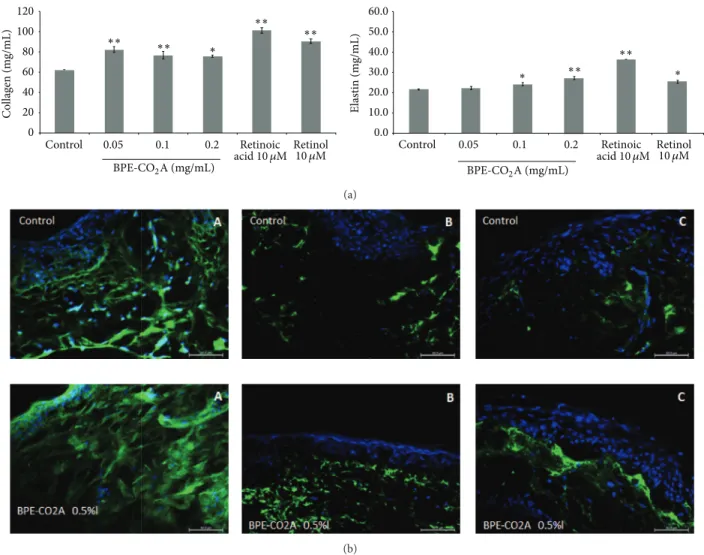 Figure 2: Extracellular matrix elements evaluation. (a) Collagen and elastin production in human fibroblast cultures after 48 hours of incubation with BPE-CO 2 A, retinoic acid, or retinol