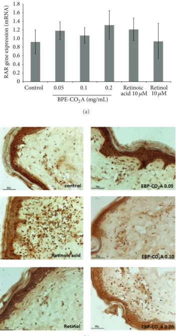 Figure 4: Effects of BPE-CO 2 A, retinoic acid, and retinol on RXR mRNA expression in human fibroblast cultures (a) and RXR synthesis (brown precipitate) in human skin fragments labelled with anti-RXR antibodies (b) after a 48-hour incubation (40x magnific