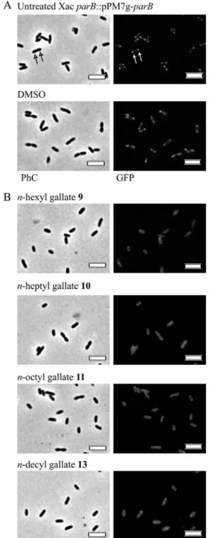 TABLE 3 Summary of the activities displayed by alkyl gallates against X. citri subsp. citri